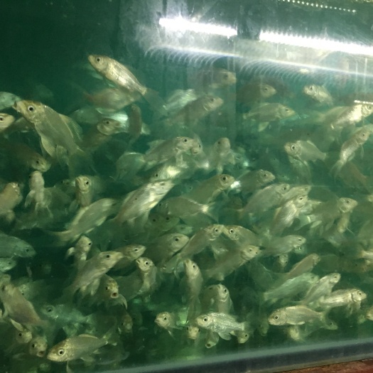 汕头 蝴蝶鲤