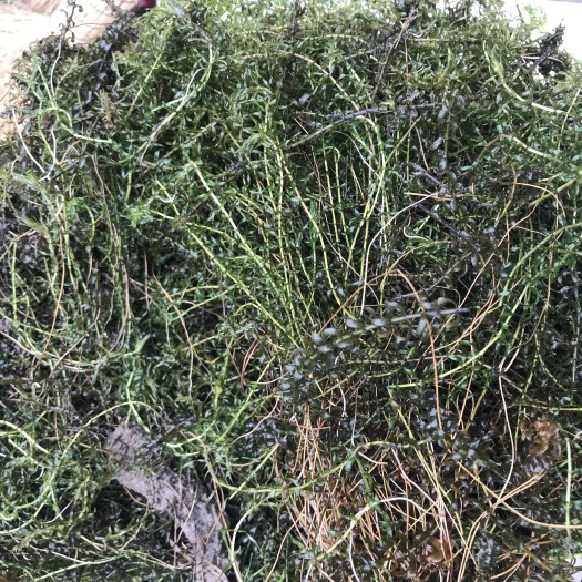 洪湖市伊乐藻，俗称吃不败，低温型水草，适合小龙虾、螃蟹养殖