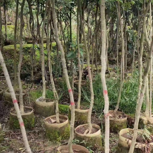 宜良县清香木