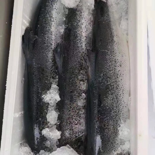 上海 冰鲜三文鱼