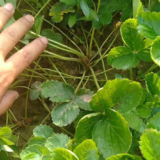 建德市全明星草莓苗 地栽苗 10~20公分