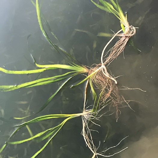 洪湖市 矮生苦草
