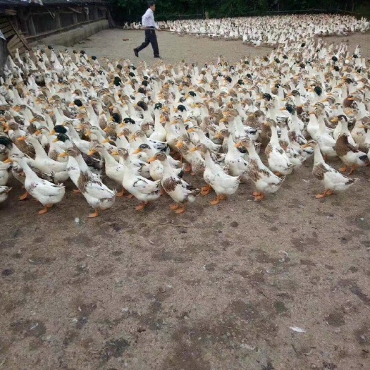 合肥 番鸭苗