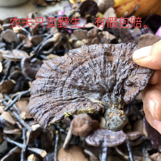 黎平县贵州侗族农夫深山灵芝1斤装，不是深山包退，自然晒干保持原状