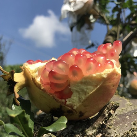 蒙自市 蒙自观颜老树石榴孕妇红宝石颗粒基地直发包邮