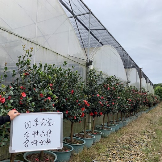 邛崃市 四季茶花可批发