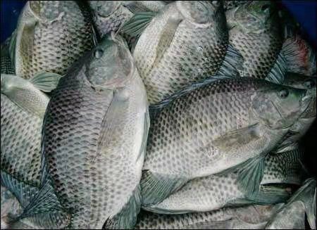 广州 长期提供草鱼（2一6斤）罗非（1一5斤）鲫鱼