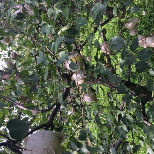 临猗县贡梨 收获的季节到了，有要的联系