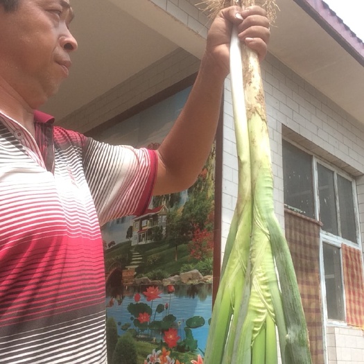 邯郸牛肉面调料 我处还卖方便面调料包用的去皮后又去葱叶子尖和葱胡头后的精葱！