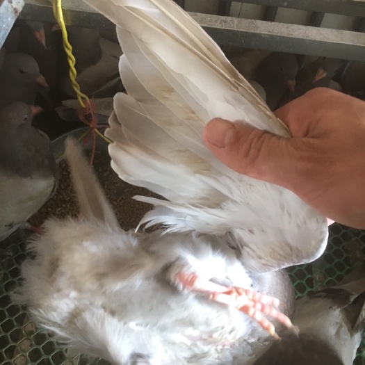 桂林白鸽  大量供应肉鸽