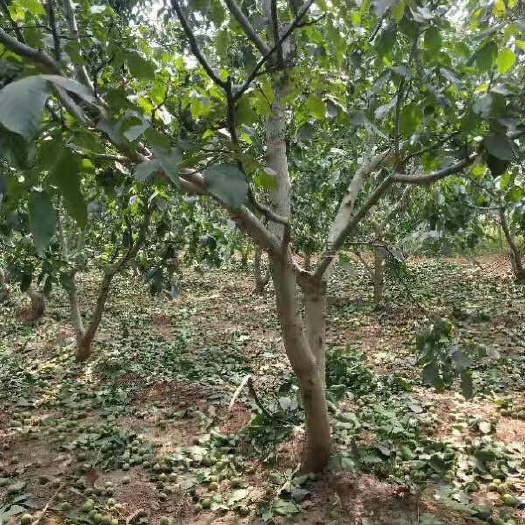 易县薄皮核桃  辽一核桃