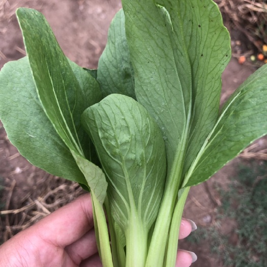 曹县 基地直供食品油菜