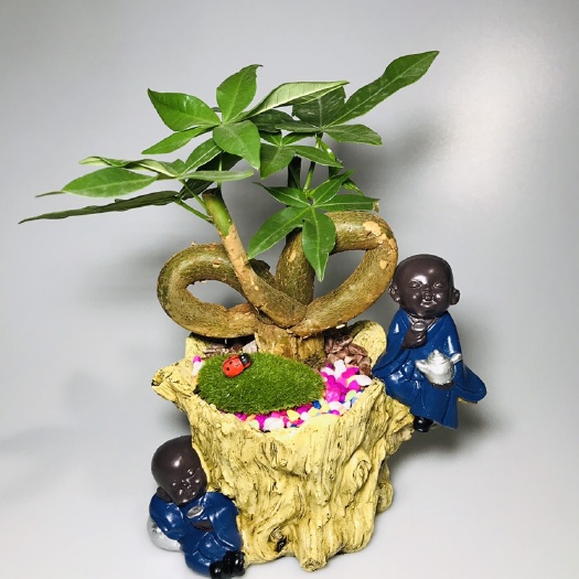 广州辫子发财树 双Q小和尚，桌面小盆栽