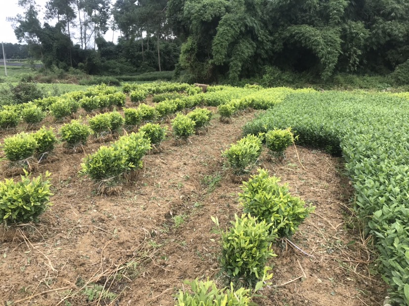 無性系良種茶苗 黃金芽、中茶108、早茶系列、福鼎大白，龍井品種齊全