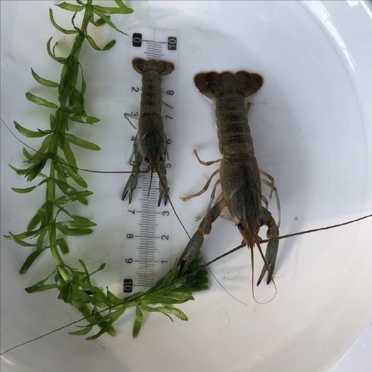 广州澳洲龙虾苗