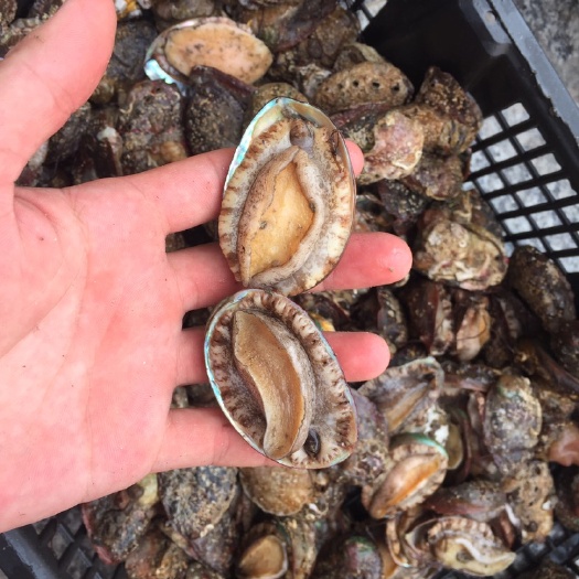 漳浦县 鲍鱼产地直供批发零售一件代发