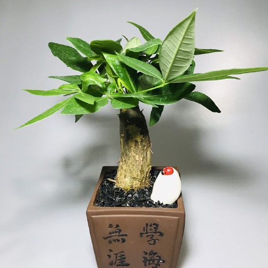 广州独杆发财树 学海无涯，桌面小盆栽。