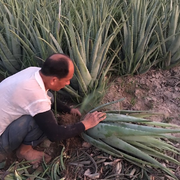  库拉索芦荟仙人掌