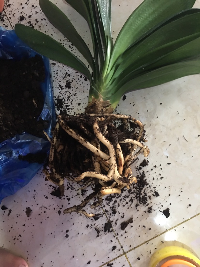 如皋市君子兰苗 精品12片叶以上君子兰，当年开花苗