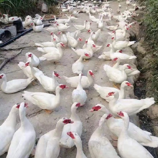 合肥番鸭苗 大种，出栏8到10斤。包成活。疾病防控跟踪支持