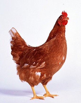 海兰褐蛋鸡饲养标准图片