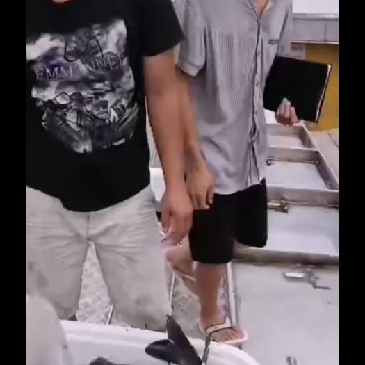 沅陵县金草鱼 3_7 人工养殖
