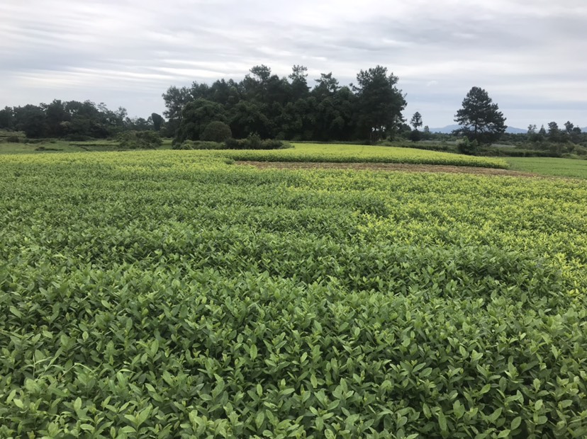 無性系良種茶苗 黃金芽、中茶108、早茶系列、福鼎大白，龍井品種齊全