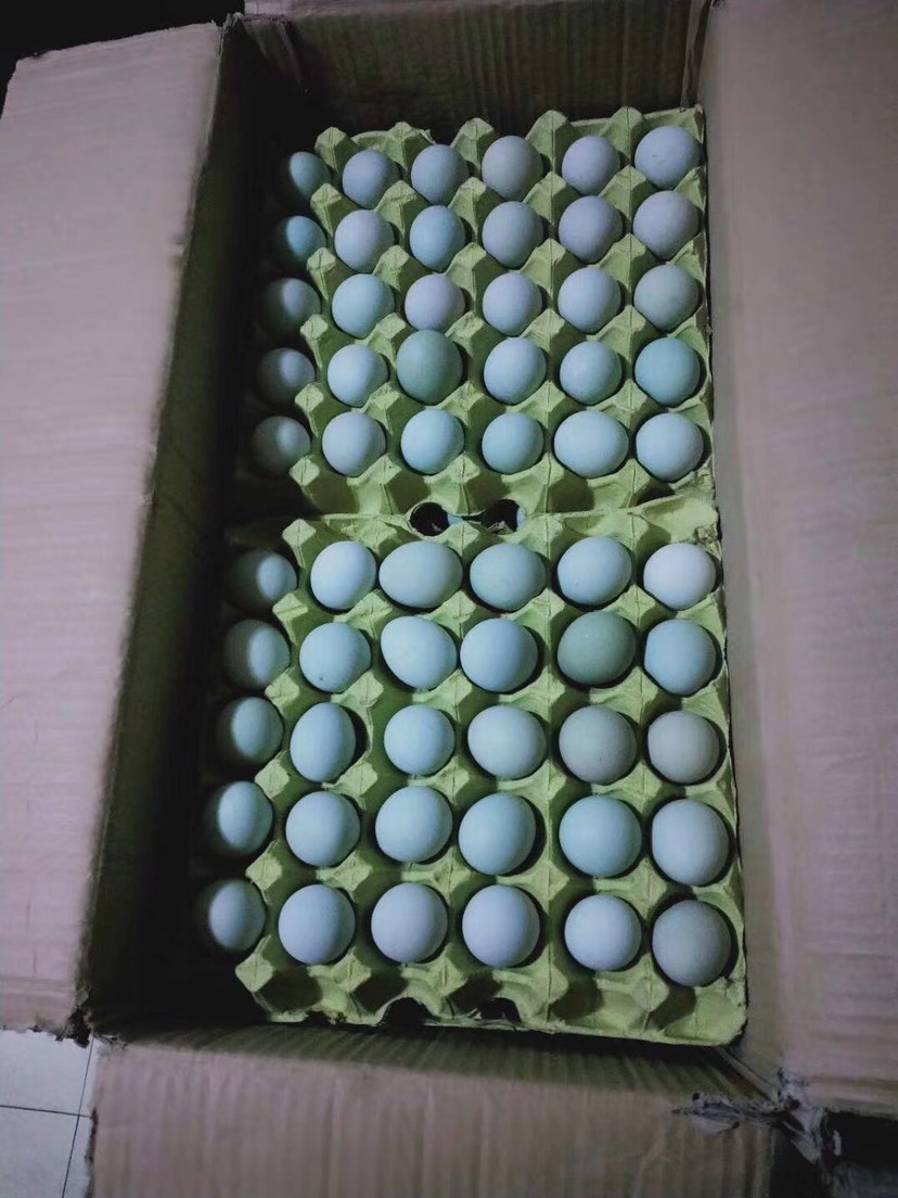 长沙县乌鸡蛋  480枚，毛重50-51