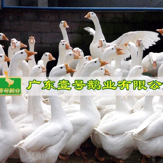 广州 白鹅苗  包打疫苗包运输路损量大从优