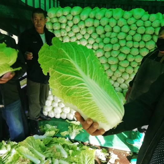 蔚县黄心大白菜  优质的土地，百公里无污染，山泉水灌溉，品质上乘，