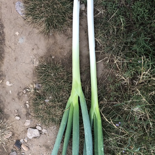 蔚县精品大葱质量特别棒