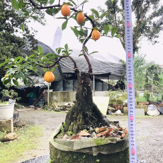 邛崃市 金弹子桩可批发25-31