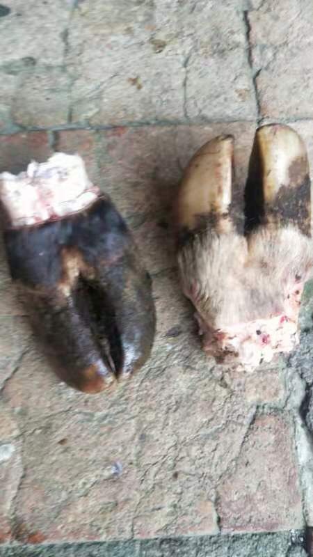广州牛蹄，牛脚