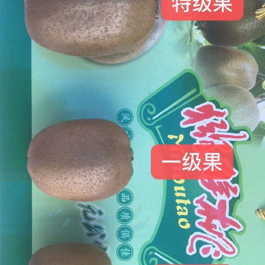 淄博博山源泉碧玉猕猴桃批发，特级果，一级果，二级果
