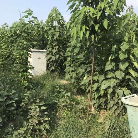 周口 本农场长年供应各种规格楸树，梓树，量大从优，