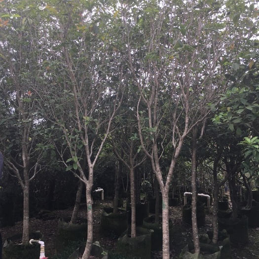 普宁市四季桂 自家基地苗木低价出售！量大价优！