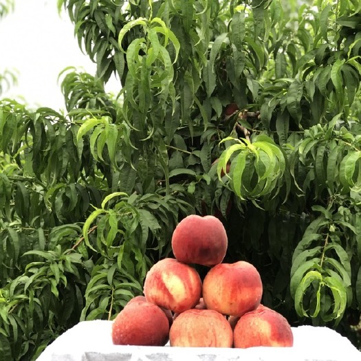 临沂 突围蜜桃