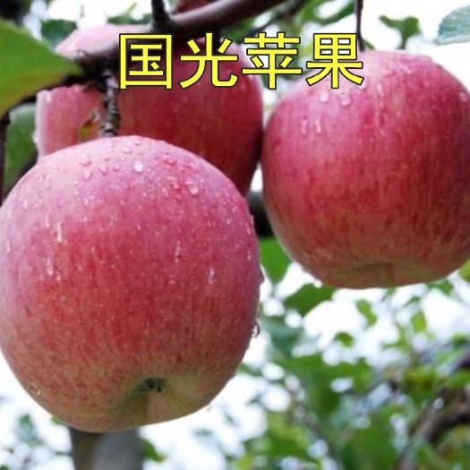 平邑县果树苗 国光苹果树苗地栽盆栽 小国光苹果树苗南北方种植当年