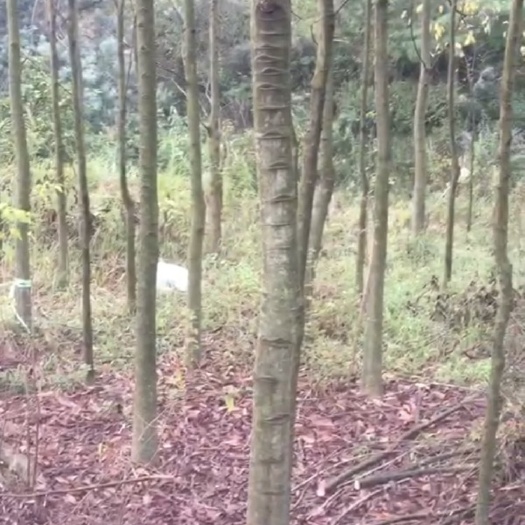 昆明 朴树 米径6～8cm