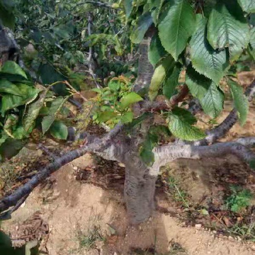 大连早大果樱桃苗 占地大樱桃树