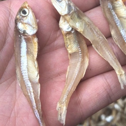 广州深海小鱼干 银鱼干 小鱼干 鱼干