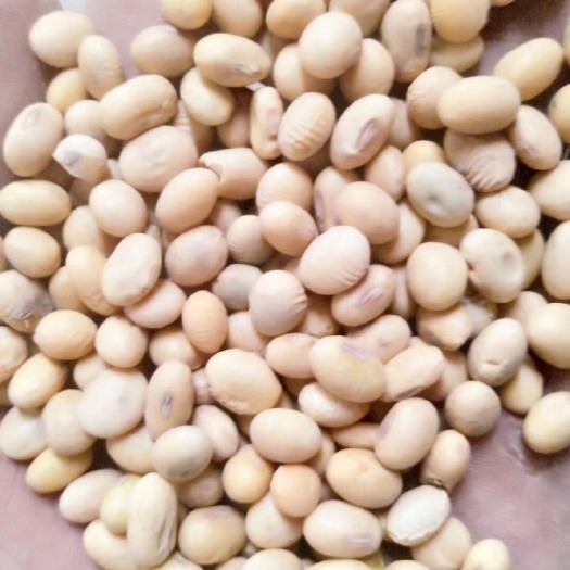 临颍县黄大豆 生大豆 1等品