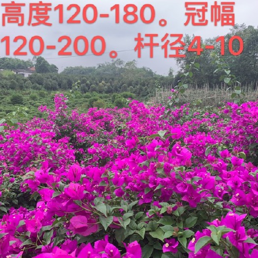 重庆市 三角梅球，冠幅1-2米，高度1.5-2，杆径4-6公分