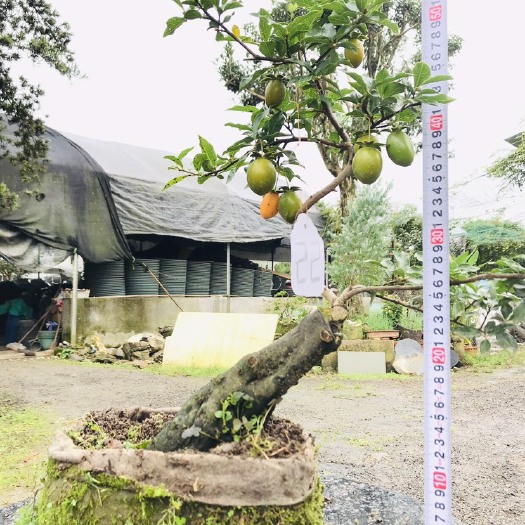 邛崃市 金弹子桩可批发21-24