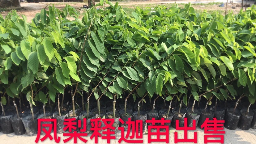 普宁市金煌芒果苗 各种果苗征地苗