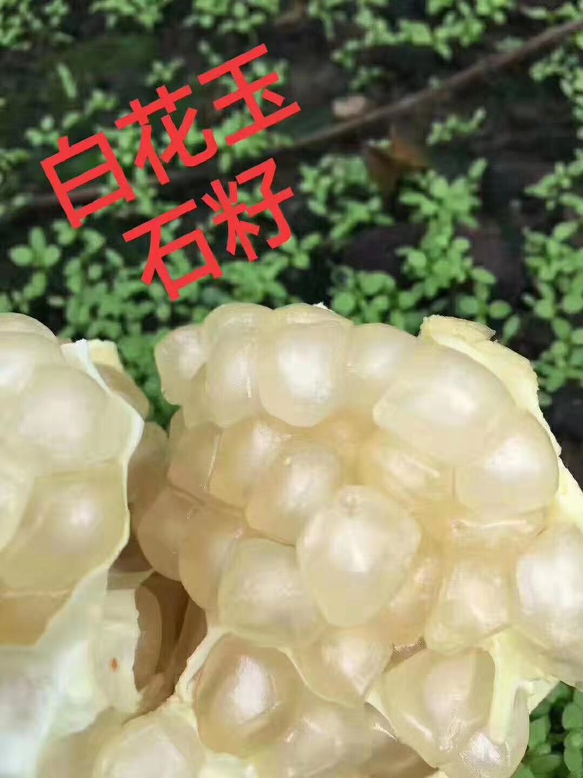 怀远石榴(白花玉石籽)