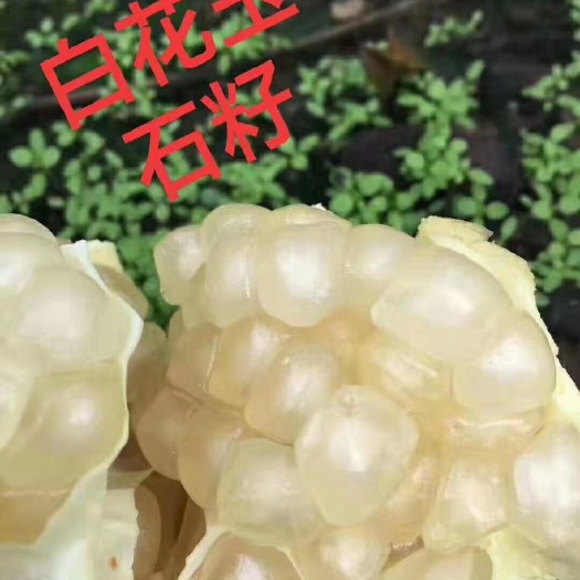 怀远县 怀远石榴（白花玉石籽）