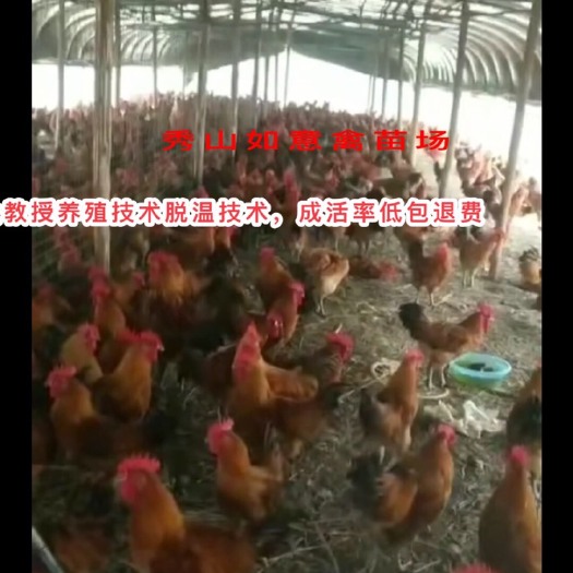 重庆市土鸡苗 专业带新手成功养殖，学习养殖鸡鸭鹅育雏技术带你养出好鸡卖好价