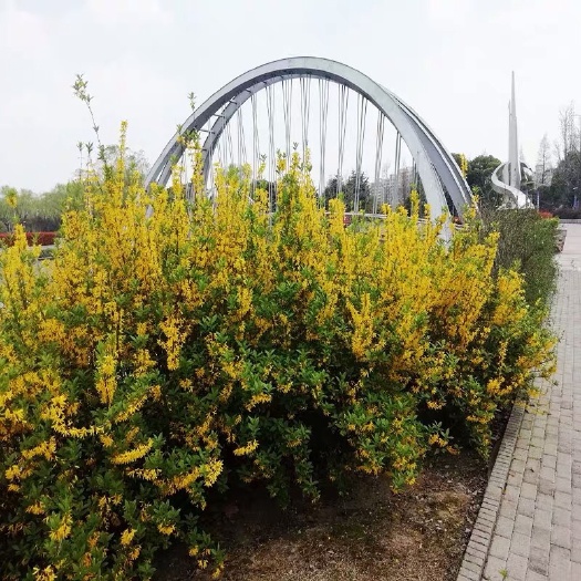 沭阳县庭院绿化苗木攀缘花卉连翘花连翘苗东北连翘黄花条黄金条树苗