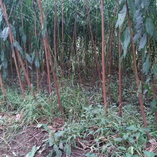 扶风县 优质桃树苗